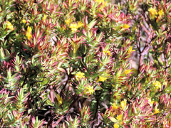 Gnidia styphelioides