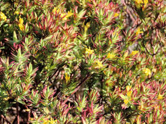 Gnidia styphelioides