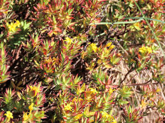 Gnidia styphelioides