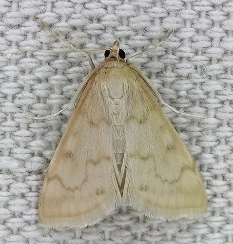 Hahncappsia pergilvalis photo 3
