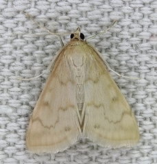 Hahncappsia pergilvalis