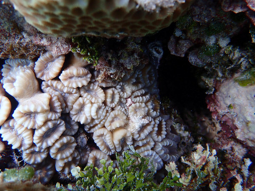 Caulastraea echinulata