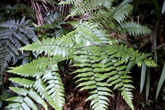 Diplazium dilatatum