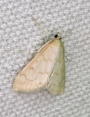 Hahncappsia pergilvalis