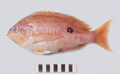 Caesioperca lepidoptera