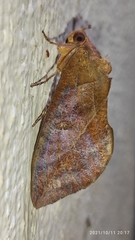 Eudocima phalonia