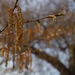Carpinus laxiflora - Photo (c) Scott Akerman, algunos derechos reservados (CC BY)