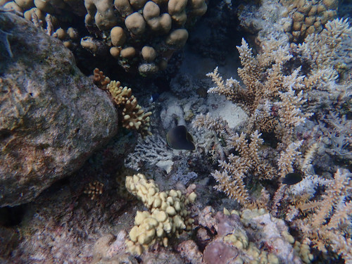 Chaetodon baronessa