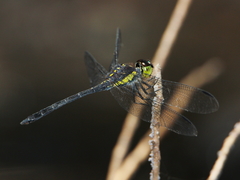 Agrionoptera longitudinalis biserialis