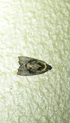 Asthenoptycha