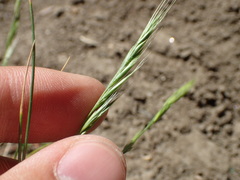 Festuca bromoides