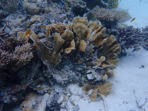 Oxypora crassispinosa