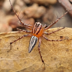 Oxyopes elegans