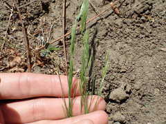 Festuca bromoides