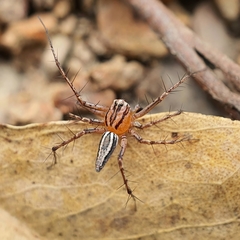 Oxyopes elegans