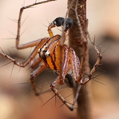 Oxyopes elegans