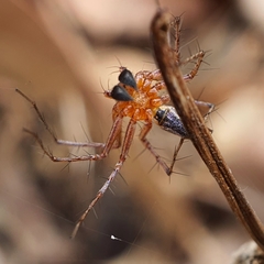 Oxyopes elegans