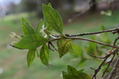 Cestrum mariquitense