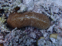 Ctenactis
