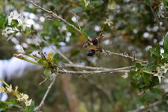 Cestrum mariquitense
