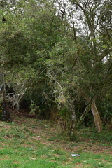 Cestrum mariquitense