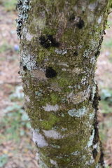 Cestrum mariquitense