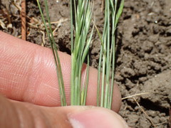 Festuca bromoides