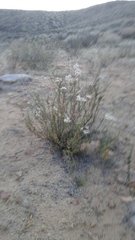 Eriogonum fasciculatum