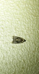 Asthenoptycha