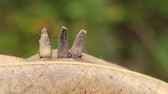 Caryomyia caminata