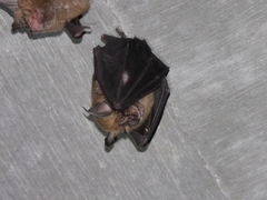 Rhinolophus nippon