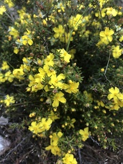 Hibbertia exutiacies