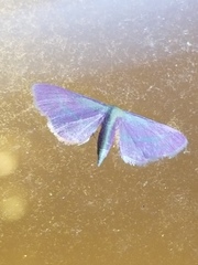 Leptostales laevitaria