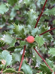 Burnettweldia californicordazi