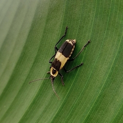 Chauliognathus distinguendus