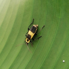 Chauliognathus distinguendus