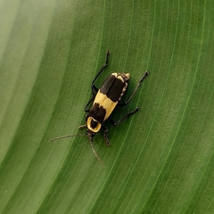 Chauliognathus distinguendus