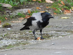 Corvus cornix