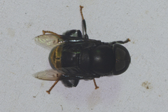 Phytomia chrysopyga