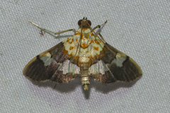 Aetholix flavibasalis