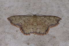 Idaea craspedota