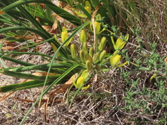Albuca tortuosa