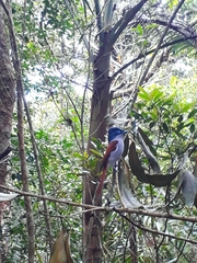 Terpsiphone bourbonnensis desolata