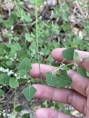 Chenopodium fremontii