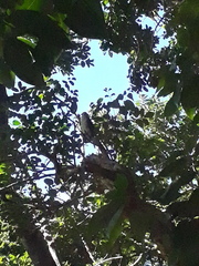 Falco punctatus