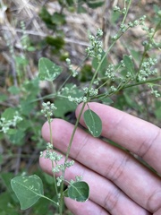 Chenopodium fremontii