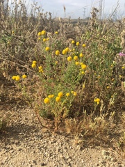 Oncosiphon pilulifer