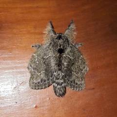 Euglyphis submarginalis