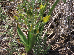 Albuca tortuosa