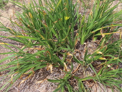 Albuca tortuosa